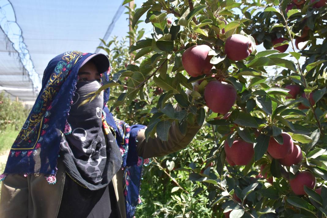 Hasat başladı, bir meyve daha cep yakacak 2
